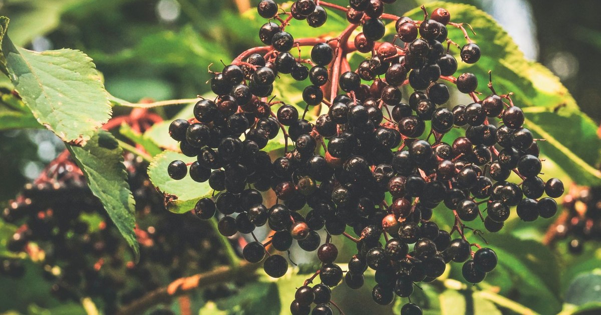 A cluster of fresh dark elderberries