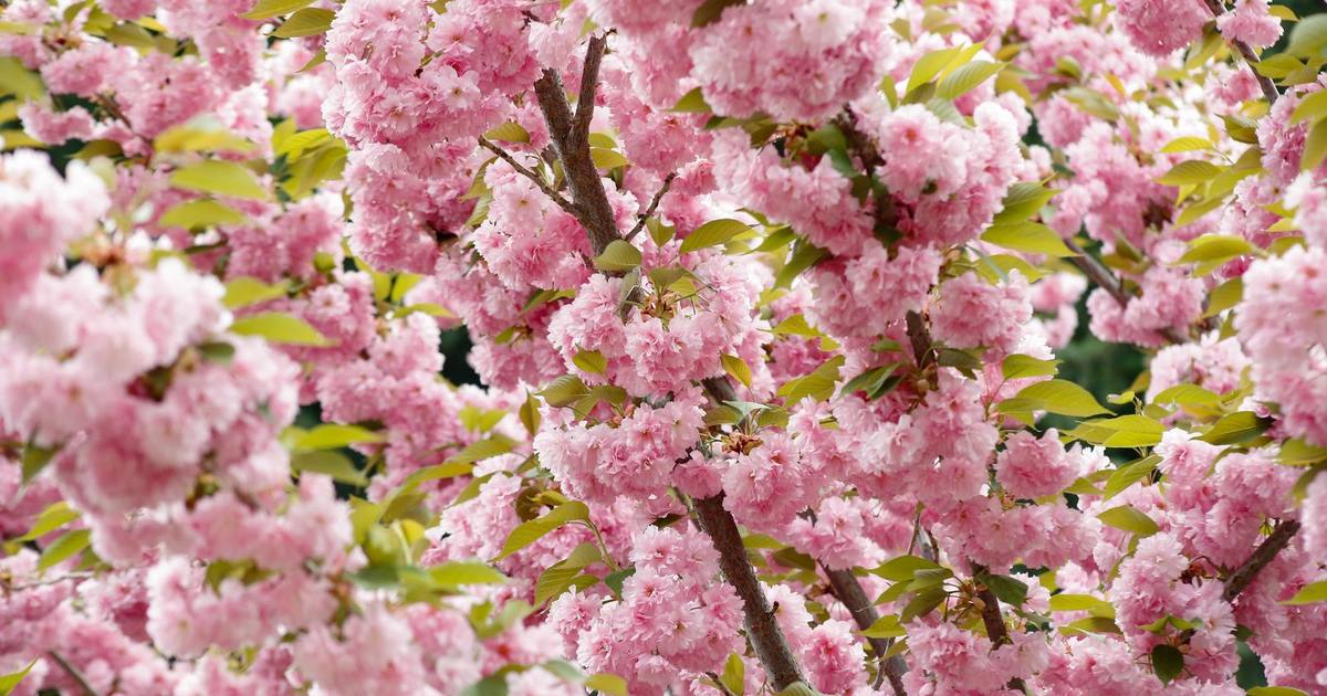 A sunlit wall of soft pink cherry blossoms and fresh green leaves in bright spring light